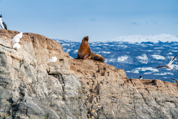 A sea lion in a rock