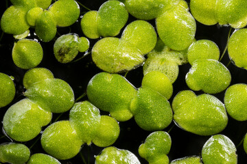 Lemna minor - free-floating aquatic plants (common name duckweed)