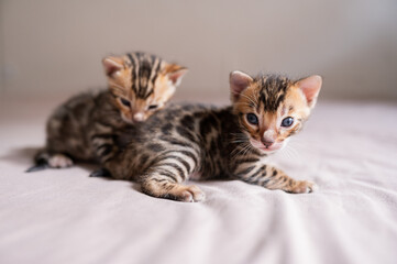 A cute little kitten takes its first steps on the floor. Pet