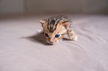 A cute little kitten takes its first steps on the floor. Pet