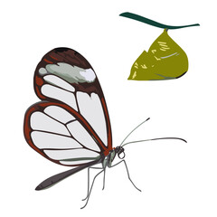 Butterfly with glass wings Greta Oto and pupa.