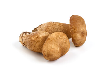 Forest mushrooms - Boletus edulis, isolated on white background.