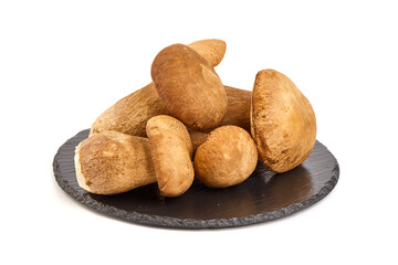 Forest mushrooms - Boletus edulis, isolated on white background.