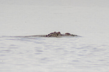 alligator in the water