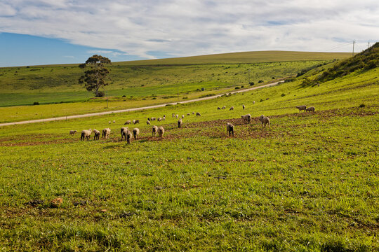 A beautiful landscape showing farmland planted with produce and sheep grazing near Caledon, Western Cape, South Africa.
