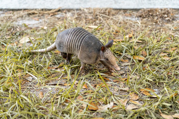 armadillo on the grass