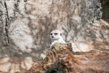 Meerkat Peeking From Behind Rocky Outcrop