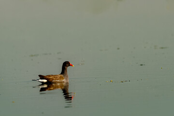 Common moorhen floating on the pond. Bird watching. Reflection on water.