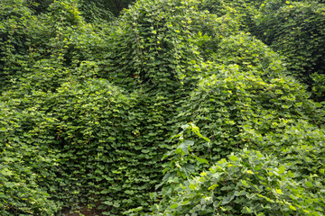 Ivy covering mountainside, ivy background, texture