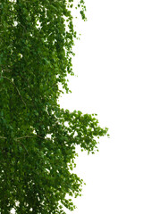 Green birch foliage white background, isolate.