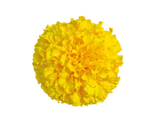 Yellow Marigold flower, Tagetes erecta, Mexican marigold, Aztec marigold, African marigold isolated on transparent background. Indian flowers for traditional functions pongal, diwali, marriage.