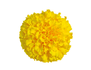 Yellow Marigold flower, Tagetes erecta, Mexican marigold, Aztec marigold, African marigold isolated on transparent background. Indian flowers for traditional functions pongal, diwali, marriage.