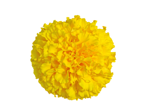 Yellow Marigold flower, Tagetes erecta, Mexican marigold, Aztec marigold, African marigold isolated on transparent background. Indian flowers for traditional functions pongal, diwali, marriage.