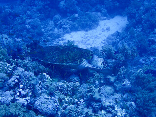 Naklejka na ściany i meble Wild Sea Turtle eating coral in the Red Sea
