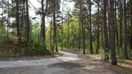 Green pine forest at summer sunny day. Dirt road. Jurmala, Latvia.
