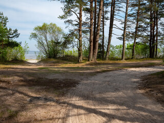 Green pine forest at summer sunny day. Dirt road. Jurmala, Latvia.The hatch on the ground.