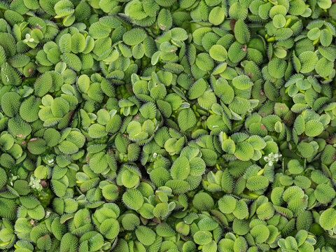 Salvinia natans  floating fern, floating watermoss, water butterfly wings) is free-floating aquatic fern plants