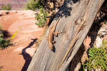 Lizard on a Utah Juniper tree in the arid desert southwest.   