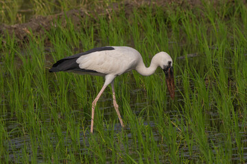 Bird Grazing at Green Paddy Field 