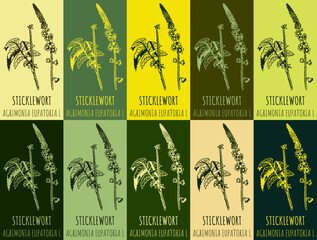 Set of vector drawing STICKLEWORT in various colors. Hand drawn illustration. The Latin name is AGRIMONIA EUPATORIA L