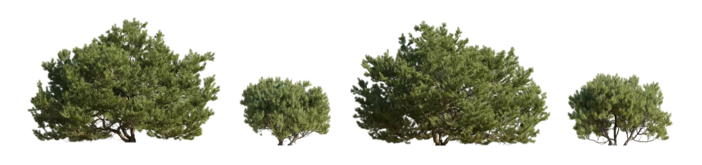 Foto op Aluminium Set of large and small Pinus mugo Mughus bush shrub isolated png on a transparent background perfectly cutout Pine Pinaceae dwarf mountain big pine © Roman