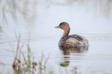 Little grebe, also known as dabchick floating on the pond.