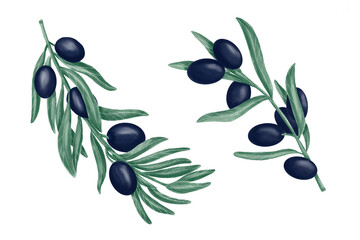 olive branch with olives hand drawing wattercolour illustration in png transparent background