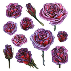 Dark purple roses  hand drawn watercolor for design cards, invitations, fabric patterns for birthday, night party, halloween