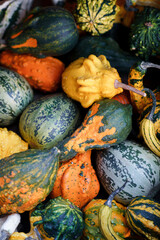 Unusual pumpkins. Autumn harvest of ornamental gourds on Halloween farm market. Outdoor local shop with ripe homegrown organic eco-friendly food. Varieties of colorful decorative squash, Cucurbita