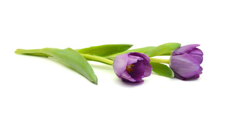 Colorful tulip flowers  isolated on white 