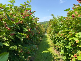 Fototapeta premium Fresh blackberry berries on the branches of lush bushes in long rows under bright sunlight. Blackberry farm. Rows of blackberry bushes. Growing berries on an open-air plantation