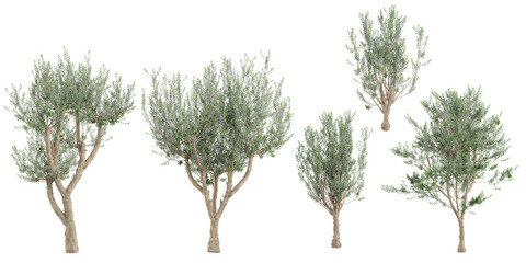 Fototapeta premium Collection of Olive Plant isolated on white backgound