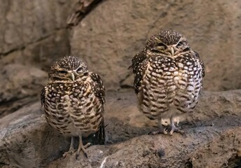 Two western burrowing owls.   They are a ground dwelling  bird found in the desert regions east of Bend, Oregon