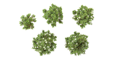 set of Southern magnolia trees rendered from the top view, 3D illustration, for digital composition, illustration, 2D plans, architecture visualization © Saifstock