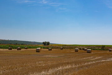 Fototapeta premium bales in the field