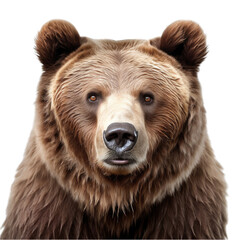 A majestic brown bear's intense gaze up close