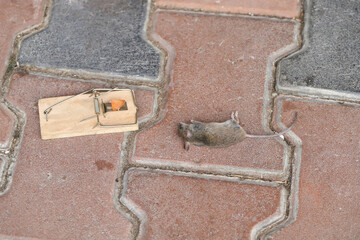 Dead mouse caught in mousetrap in house.