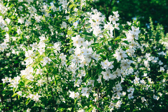 jasmine flowers blossoming in sunny summer day, closeup photo. 