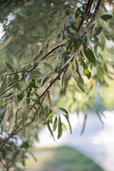 Obraz premium Olive tree branches