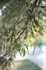 Olive tree branches