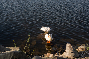 Couple of white ducks on the lake