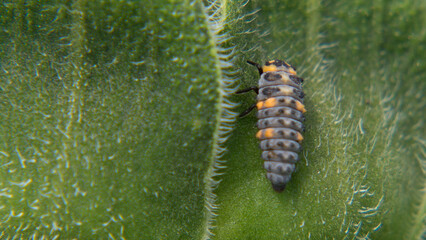 Ladybug Larva on sunflower leaf.