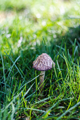 Fungi in the grass