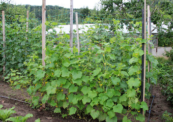 Fototapeta na wymiar Growing cucumbers on a vertical trellis