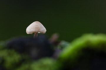 Fungi and spider web