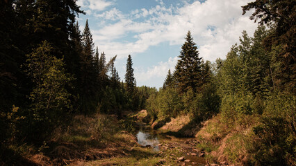 A view of muskeg creek looking south in Athabasca Alberta with spruce trees lining the banks