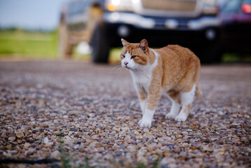 A ginger and white coloured cat stood on gravel looking cute