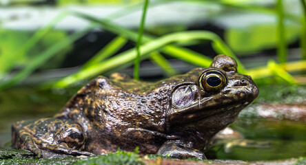 Portrait of an American Bullfrog (Lithobates catesbeianus)