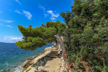 Fototapeta na wymiar Wild trees on the coast of Croatia