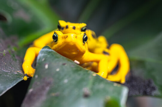 Panamanian Golden Frog (Atelopus zeteki)